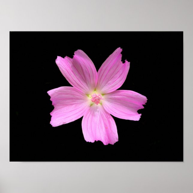 Póster de Malva moschata (Frente)