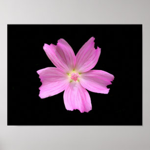 Póster de malva mosqueta