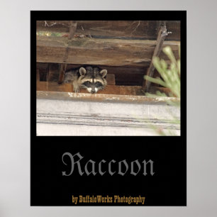 Póster de Mapache con Roofie