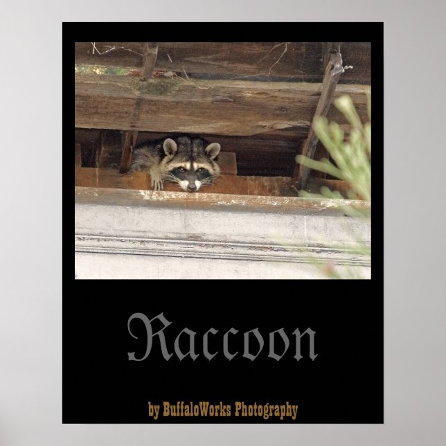 Póster de Mapache con Roofie (Frente)