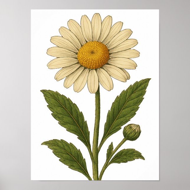 Póster de margarita vintage (Frente)