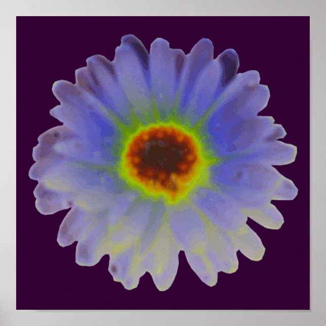 Póster de Marigold Arcoíris (Frente)