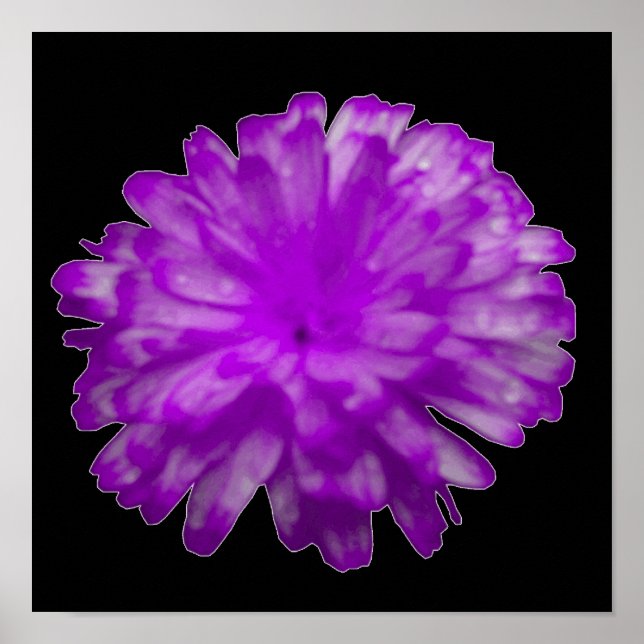 Póster de Marigold Púrpura (Frente)