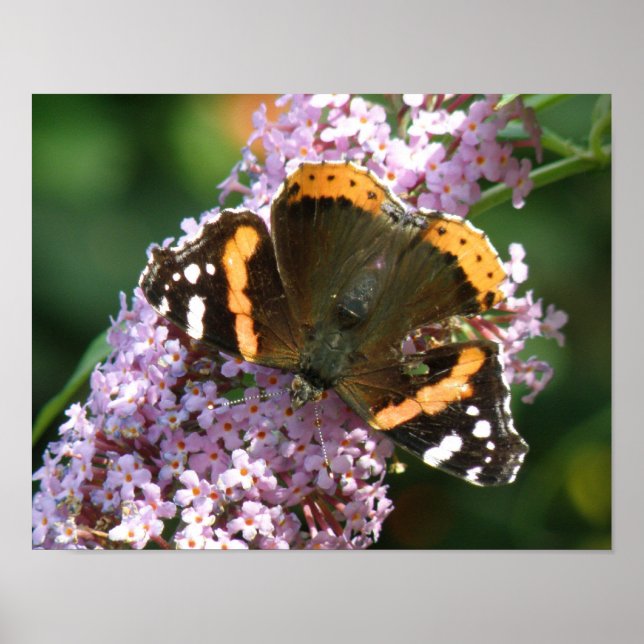 Póster de Mariposa Almirante Rojo y Buddleia (Frente)