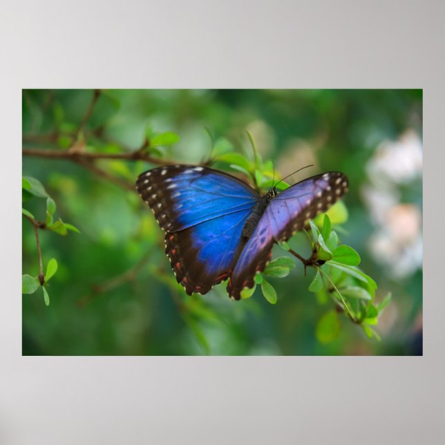 Póster de Mariposa Azul (Frente)