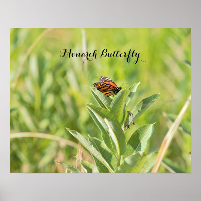 Póster de Mariposa Monarca (Frente)