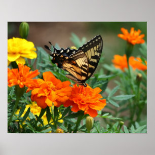 Póster de mariposa sobre flores naranjas y amarill