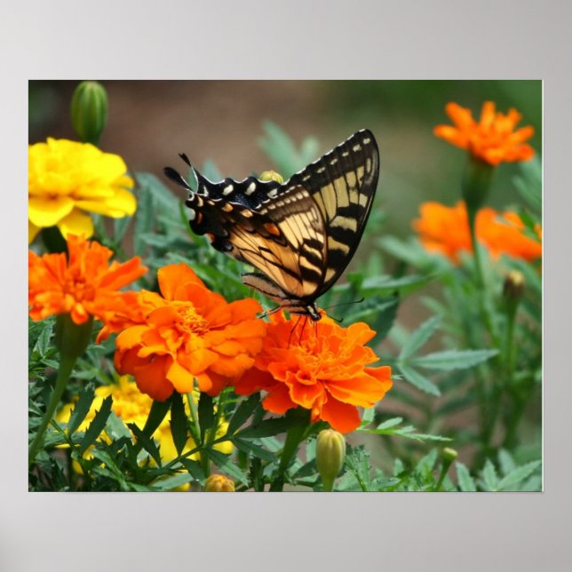 Póster de mariposa sobre flores naranjas y amarill (Frente)