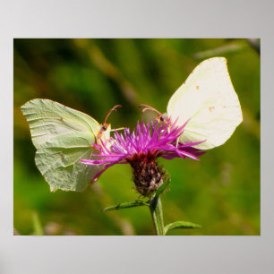 Póster de mariposas