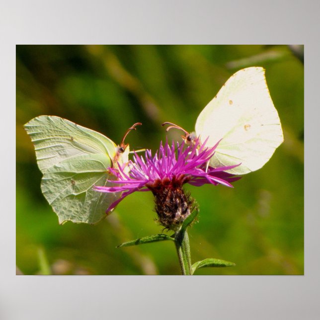 Póster de mariposas (Frente)