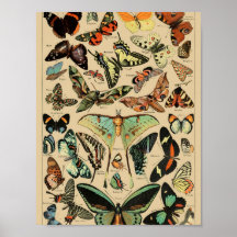 Póster de mariposas vintage Papillons