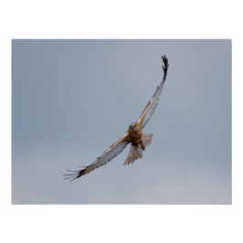 Poster de Marsh Harrier