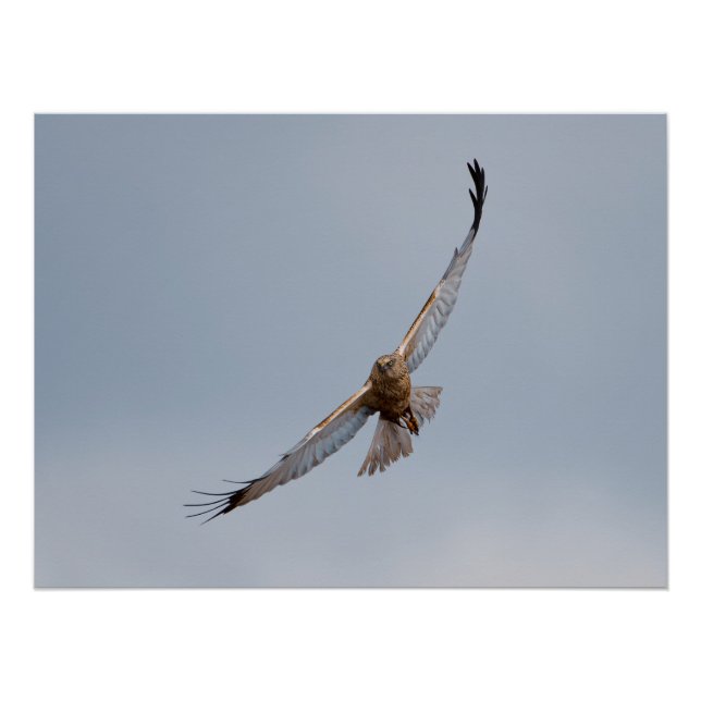 Poster de Marsh Harrier (Anverso)