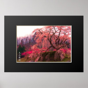 Póster de Matabei-Zakura: Cerezo Llorón