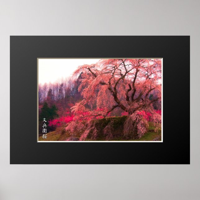 Póster de Matabei-Zakura: Cerezo Llorón (Frente)
