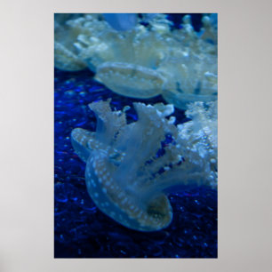 Póster de "Medusa Invertida"