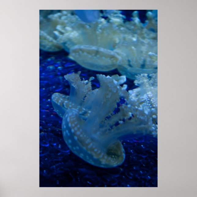 Póster de "Medusa Invertida" (Frente)