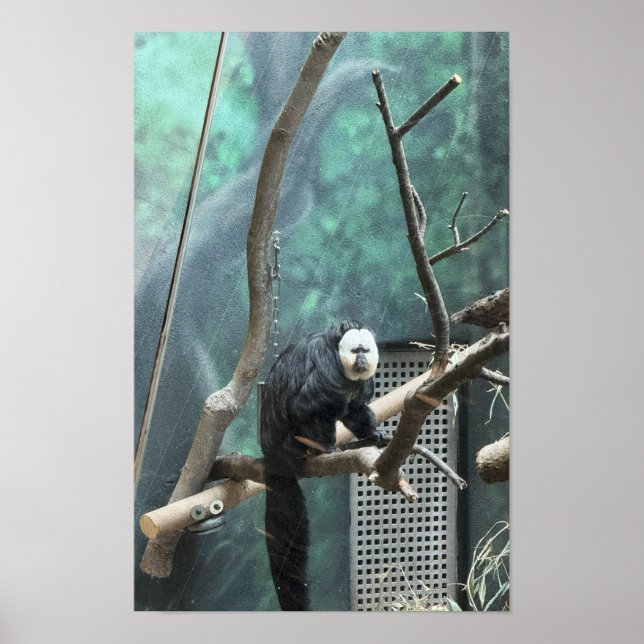 Póster de mono saki de cara blanca (Frente)