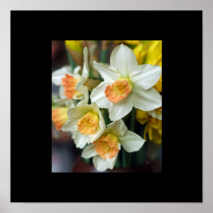 Póster de Narciso