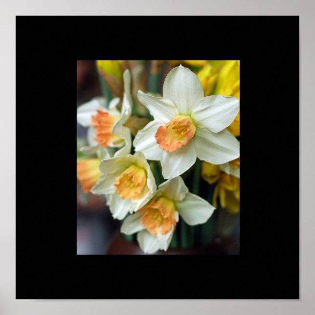 Póster de Narciso (Frente)