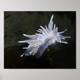 Póster de Nudibranquio de Alabastro