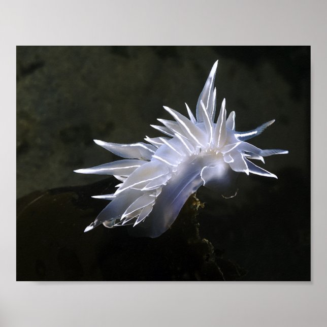 Póster de Nudibranquio de Alabastro (Frente)