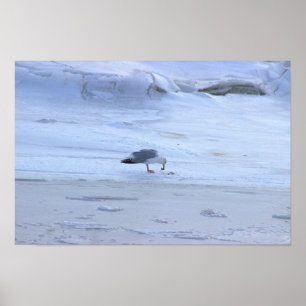 Póster de Océano Congelado con Gaviota