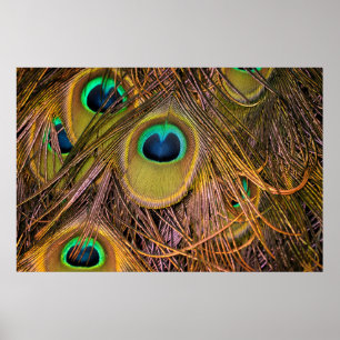 Póster de ojos de pluma de pavo real