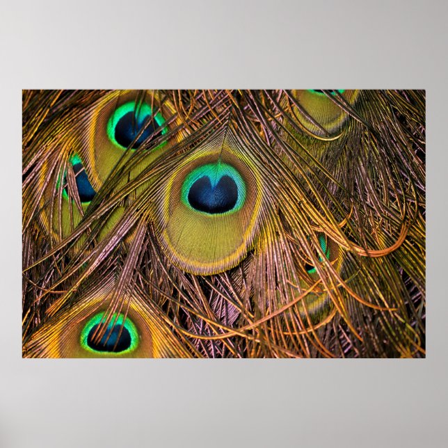 Póster de ojos de pluma de pavo real (Frente)