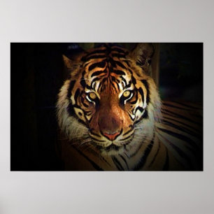 Póster de ojos de tigre - Pósters de vida silvestr