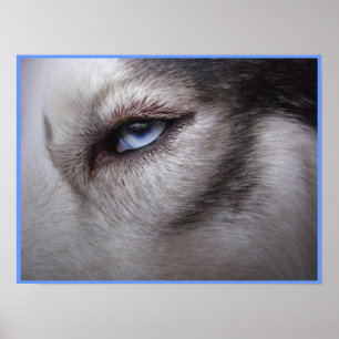 Poster de ojos Husky perro Poster de arte Husky Re
