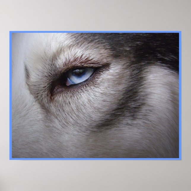 Poster de ojos Husky perro Poster de arte Husky Re (Frente)