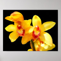 Póster de Orquídea Cymbidium Amarilla