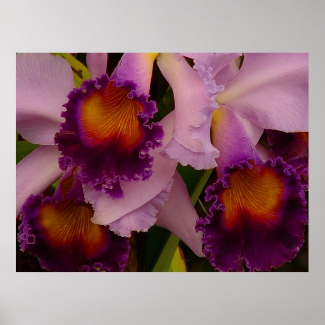 Póster de Orquídea Híbrida Cattleya (Frente)