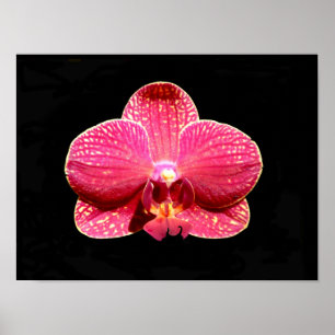 Póster de Orquídea Mariposa