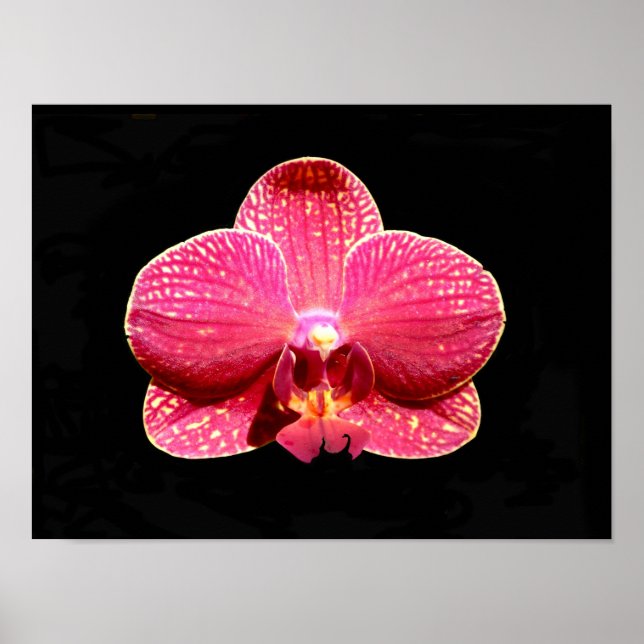 Póster de Orquídea Mariposa (Frente)