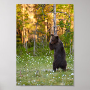 Póster de oso pardo europeo abrazando un árbol