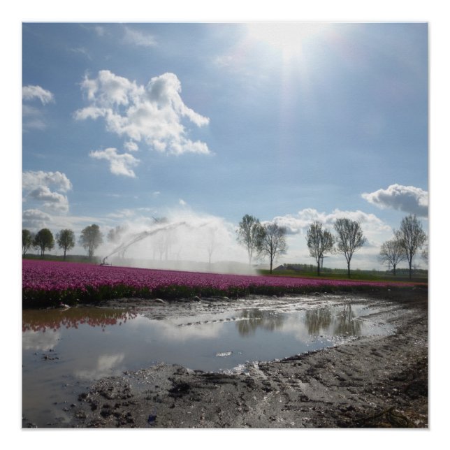 Poster De Paisaje Reflejado En El Campo De Tulipan (Anverso)