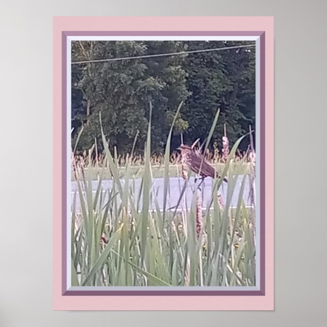 Póster de pájaro en la hierba alta (Frente)