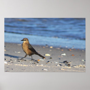 Póster de pájaro en la playa