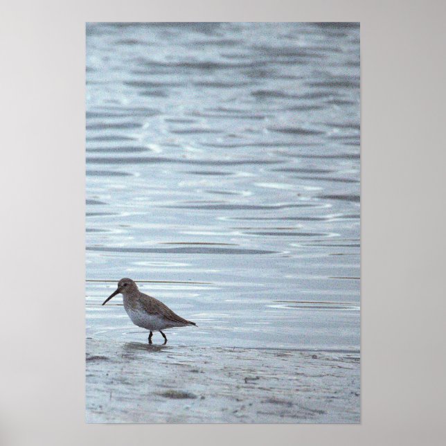 Póster de pájaro en la playa (Frente)