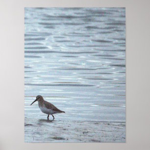 Póster de pájaro en la playa