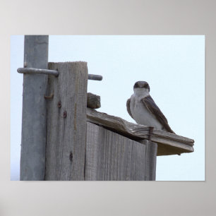 Póster de pájaro en pajarera