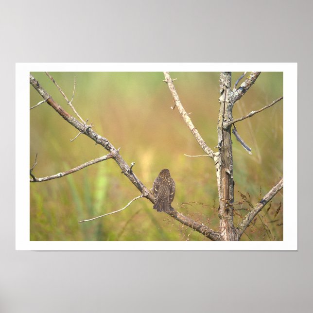 Póster de Pájaro en un Árbol (Frente)