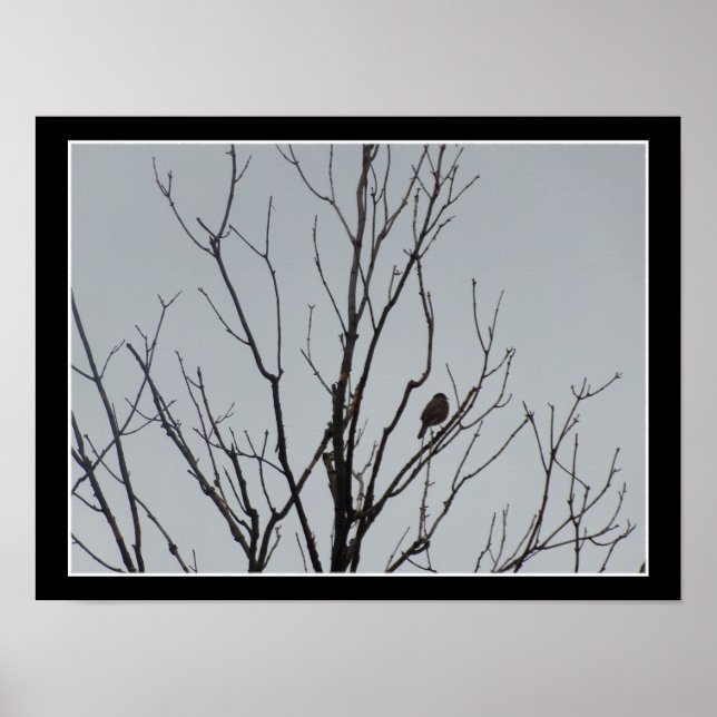 Póster de pájaro en un árbol desnudo (Frente)