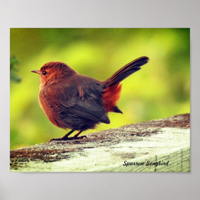 Póster de pájaro gorrión posado (Frente)