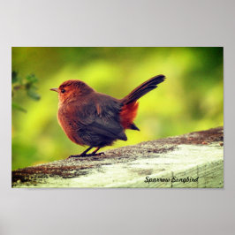 Póster de pájaro gorrión posado