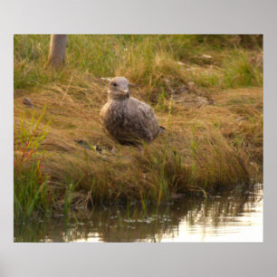 Póster de pájaro junto al agua