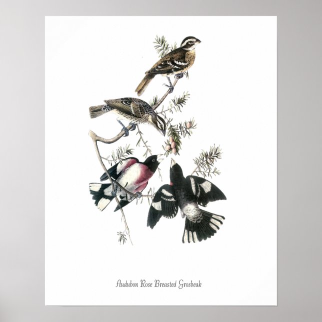 Póster de pájaro Picogordo Pechirrosa de Audubon (Frente)