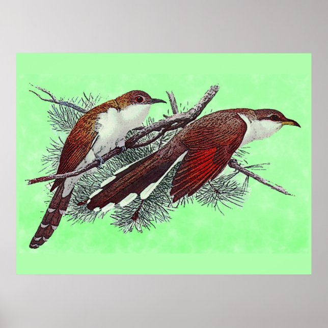 Póster de pájaros cucú de pico negro y amarillento (Frente)
